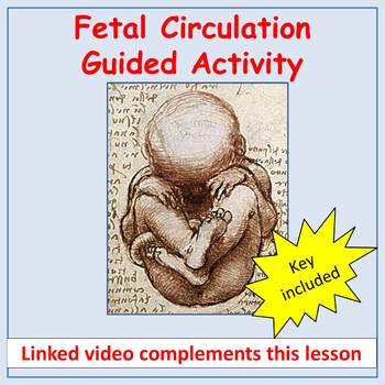 Preview of Fetal Circulation Made Simple - Video Guided Coloring Activity