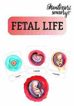 Preview of Fetal Development Montessori Cards: watercolor illustrations, label, booklet