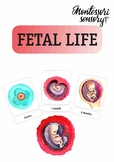 Fetal Development Montessori Cards: watercolor illustratio