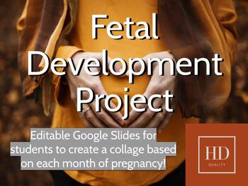 Preview of Fetal Development Month by Month of Pregnancy Project via Google Slides