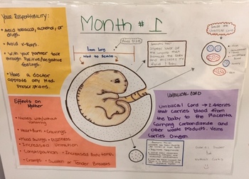 Preview of Fetal Development Posters (Instructional Handout) and Sample