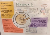 Fetal Development Posters (Instructional Handout) and Sample