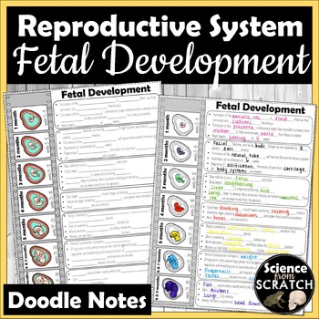 Preview of Fetal Development (Pregnancy) Doodle Notes