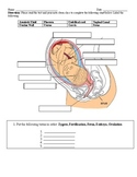Sort and Label the Developing Fetus Students Worksheet