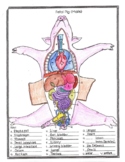 Fetal Pig Anatomy and Simulated Dissection Worksheet (male)