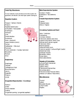 virtual pig dissection assignment answer key
