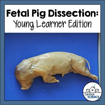 Preview of Fetal Pig Dissection Lab Activity for Upper Elementary Students