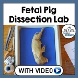 Fetal Pig Dissection Lab - High School Biology or Anatomy 