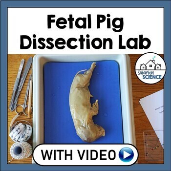 Preview of Fetal Pig Dissection Lab - High School Biology or Anatomy and Physiology