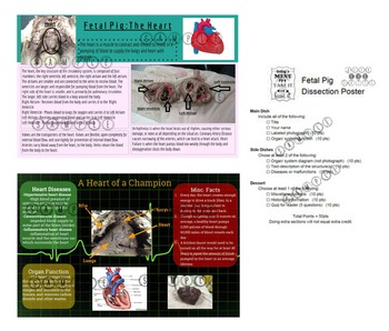 Preview of Fetal Pig Dissection Poster Assignment