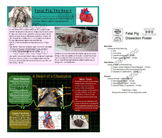 Fetal Pig Dissection Poster Assignment