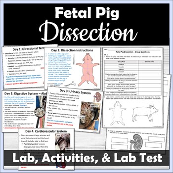 Preview of Fetal Pig Dissection, Review Activities, and Lab Test