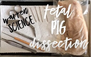 Preview of Fetal Pig Dissection Video + Student Lab Sheet