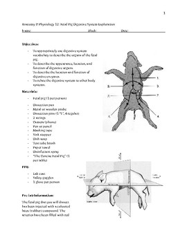 pig dissection worksheet
