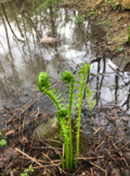 Fiddlehead Ferns (Stock Photos)