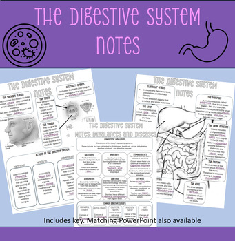 Preview of Fill-in Digestive System Notes with Key