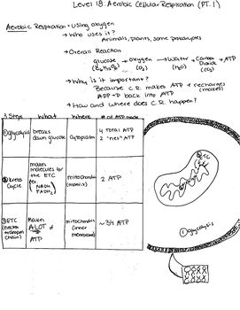 Preview of Filled Aerobic Cellular Respiration PowerNotes (PART 1)