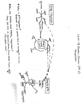 Preview of Filled Aerobic Cellular Respiration PowerNotes (PART 2)