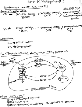 Preview of Filled Photosynthesis PowerNotes