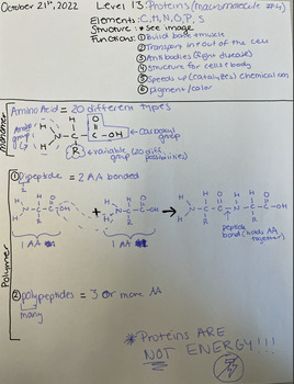 Preview of Filled Proteins (Macromolecule) PowerNotes