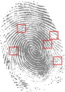Preview of Fingerprint Evidence Two Worksheet Bundle!