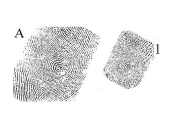 Preview of Fingerprint ID - 12 pairs of matching prints, enlarged