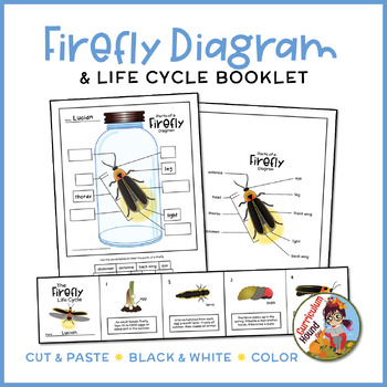 Preview of Firefly Labeling Diagram - Parts of an Insect Worksheet + Life Cycle Booklet