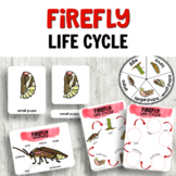 Firefly Life Cycle Insect Activities