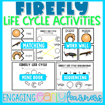 Preview of Firefly Life Cycle Word Wall & Activities | Preschool PreK Kindergarten