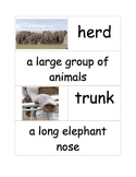 First Grade- Ready Gen- Elephants and Their Calves- Vocabulary