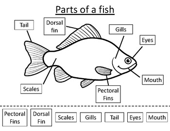 Preview of Fish Anatomy Labeling- The Parts of a Fish