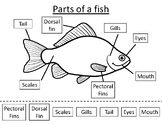 Fish Anatomy Labeling- The Parts of a Fish