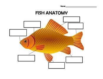 goldfish internal anatomy