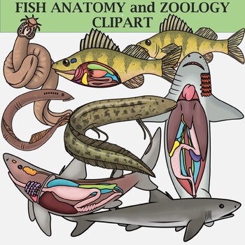 Preview of Fish Anatomy and Zoology Clipart