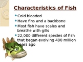 Fish Dissection Guide
