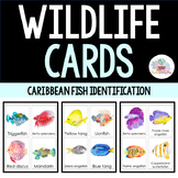 Fish Identification Cards | Montessori and Science | Intro
