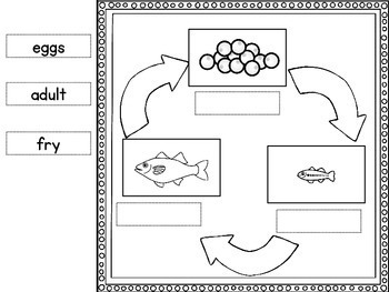 Fish Life Cycle by Mrs Hoffer's Spot | Teachers Pay Teachers