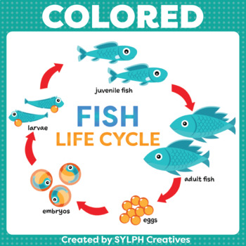 fish life cycle