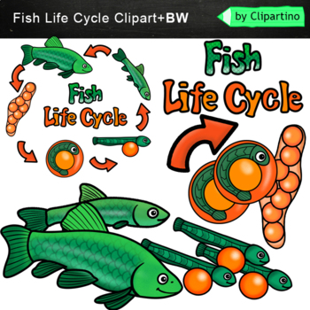 Preview of Fish Life Cycle Clip art Commercial use