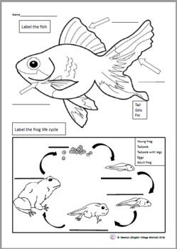 Fish is Fish labeling worksheet by English Village Market | TpT