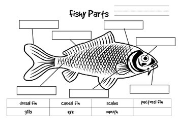 Parts Of A Fish Worksheet For Kids