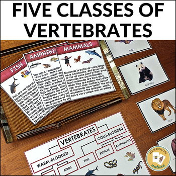 Five Classes of Vertebrates Sorting | Nature Curriculum in Cards