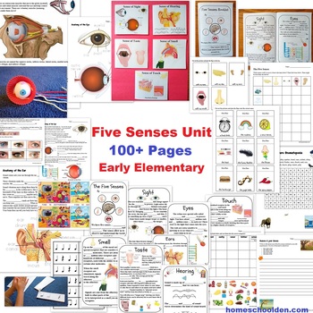 Preview of Five Sense Unit  100 pages for Early Elementary