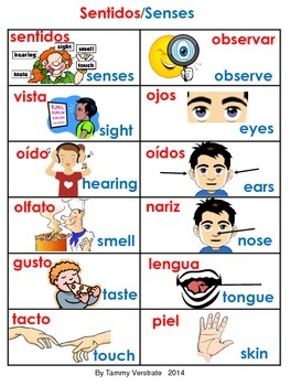 Five Senses Bilingual Poster by tammy verstrate | TpT