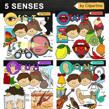 Preview of Five Senses Clip Art Bundle/ My body /Science  clipart Commercial use