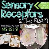 Five Senses, Memories, and The Brain Project - NGSS Aligne