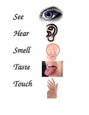 Five Senses Pictures