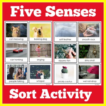 Five Senses | Preschool Kindergarten 1st Grade | Activity | 5 Senses