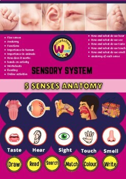Preview of Five Senses organs Five Senses Unit Activities | 5 Senses Worksheets | Pre-K | K