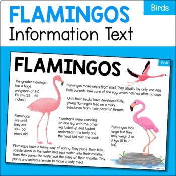 ap lang flamingo essay